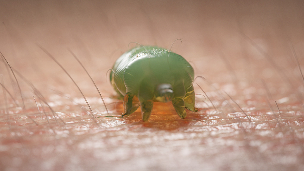 Syyhyn aiheuttaa 0,3–0,5 mm:n pituinen hämähäkkieläimiin kuuluva syyhypunkki (Sarcoptes scabiei).